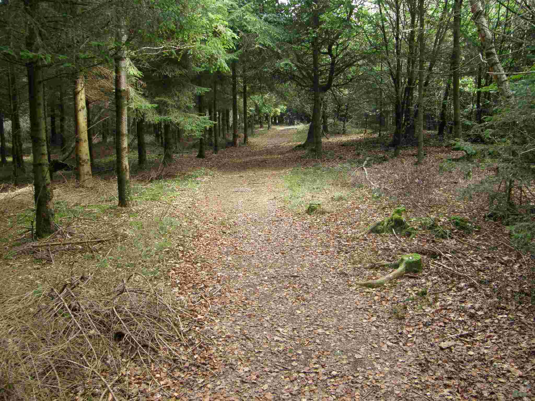 photo 3 promenade Blancs Bois Houffalize